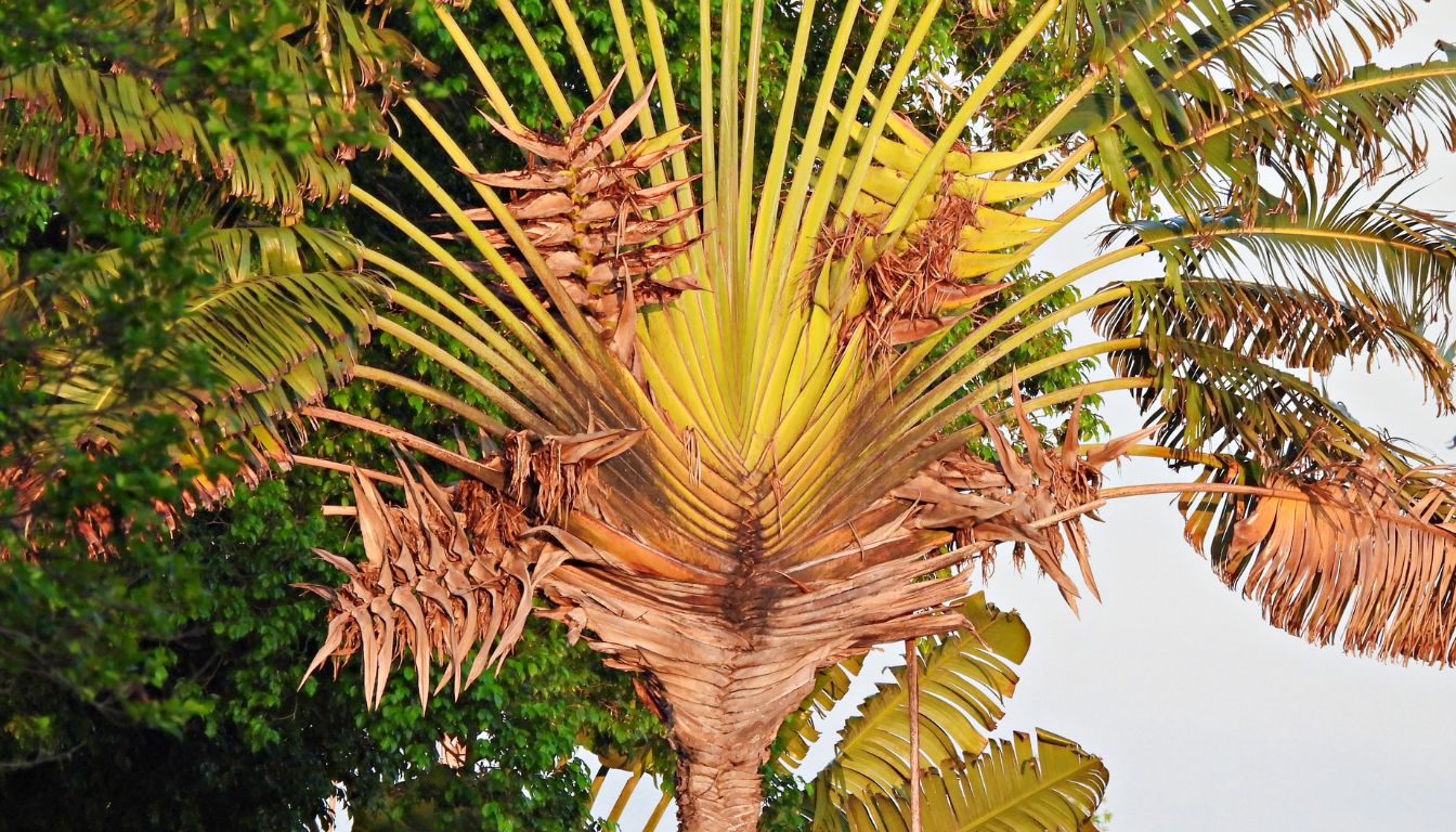 Arbre du voyageur