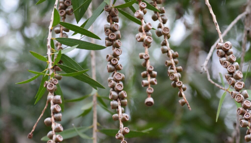 Arbre rince-bouteille