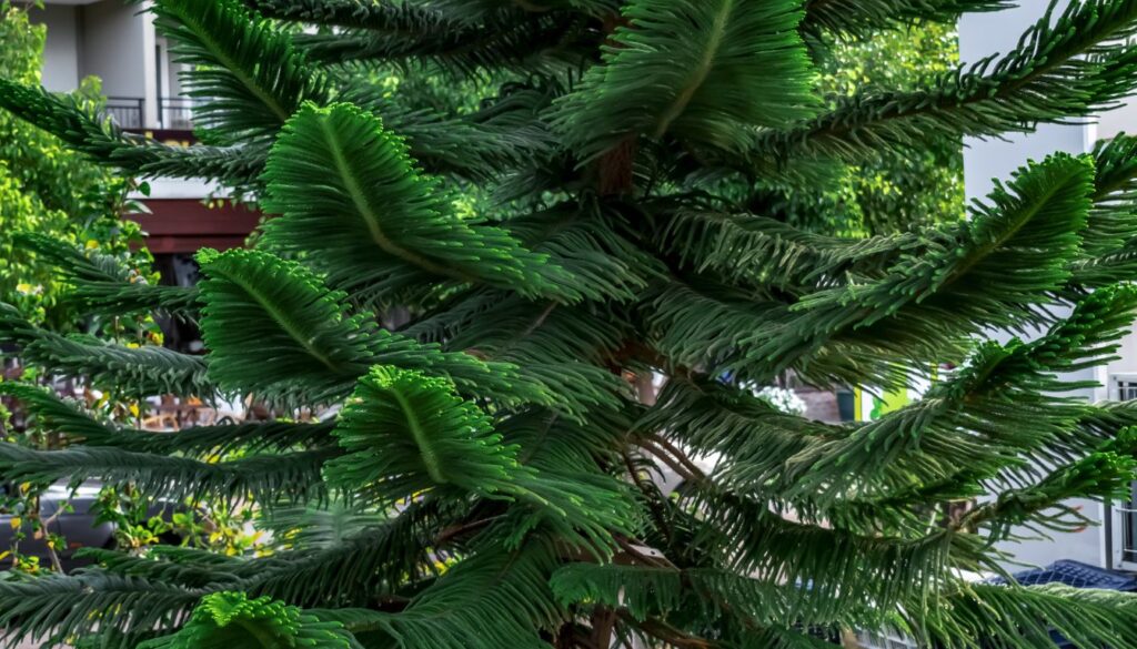 Araucaria heterophylla extérieur
