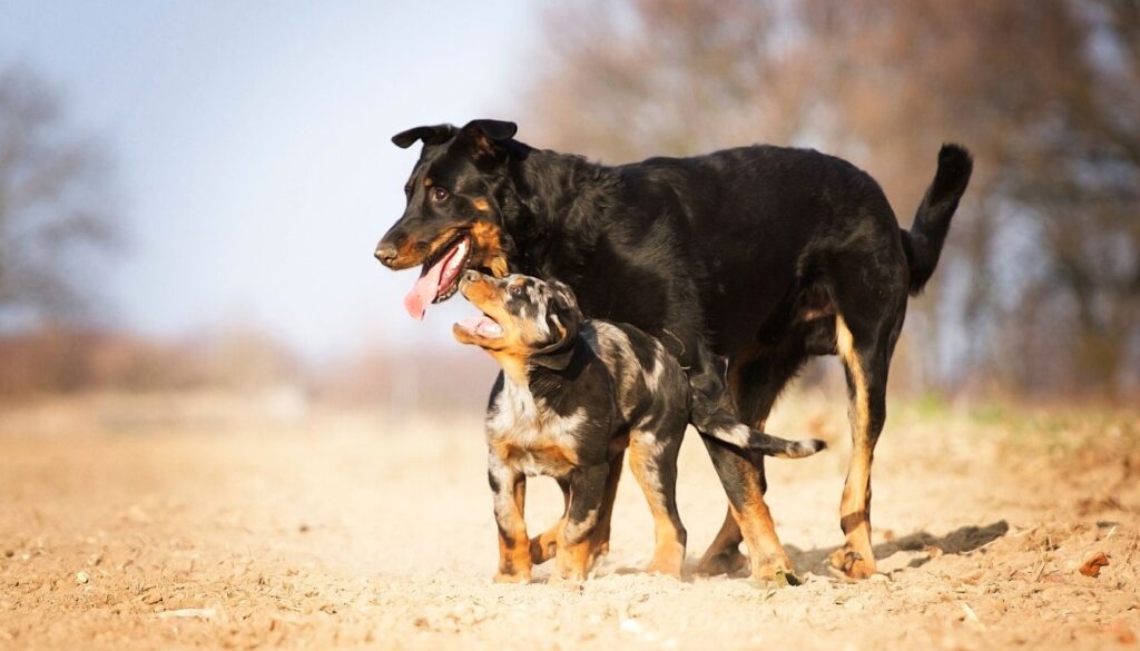 Beauceron Chiot