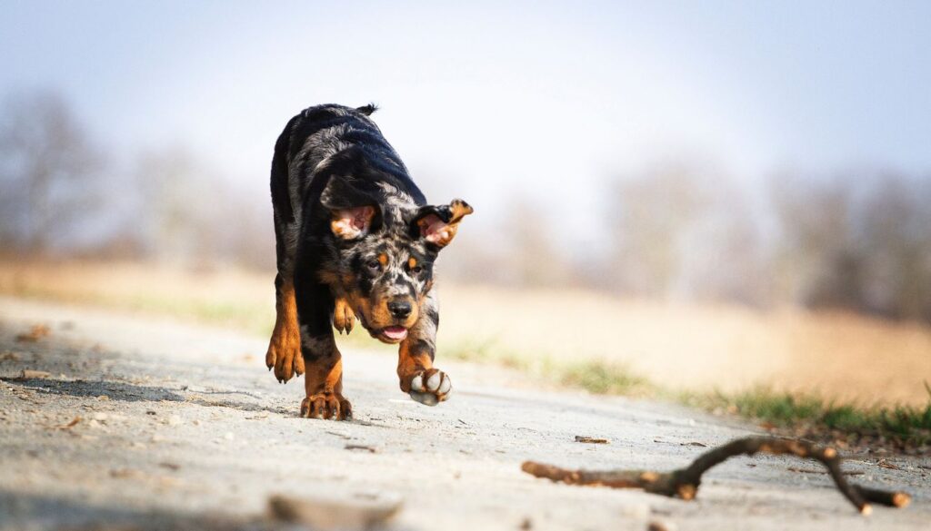 Arlequin Beauceron