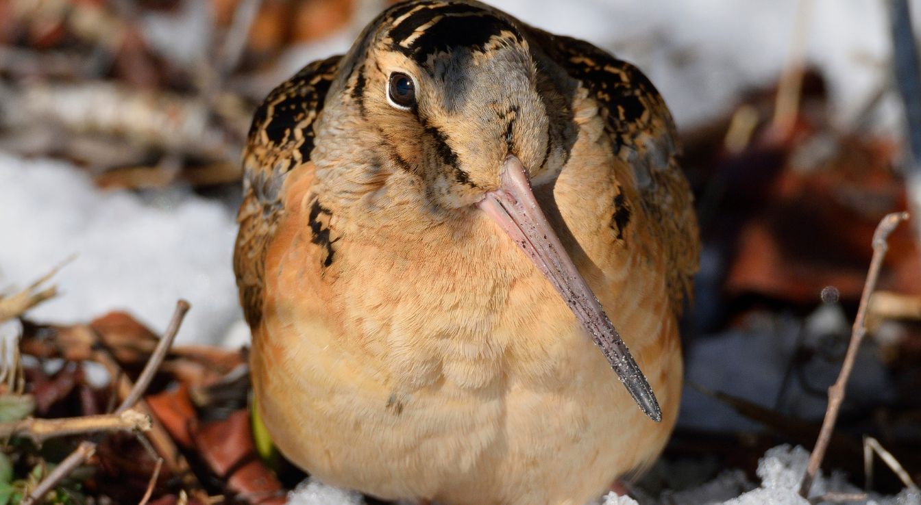 Bécasse : Origine, Habitat Et Comportement De L’oiseau