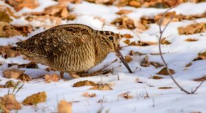 Bécasse : Origine, Habitat Et Comportement De L’oiseau