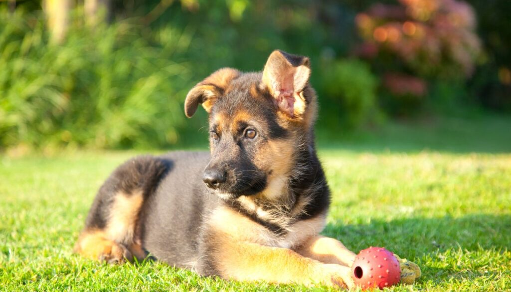 Berger allemand chiot​