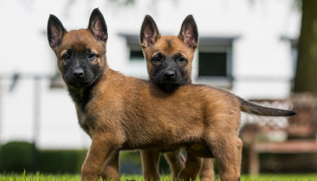 Berger Belge Chiot