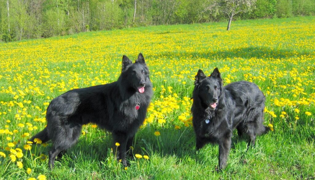 Berger belge groenendael