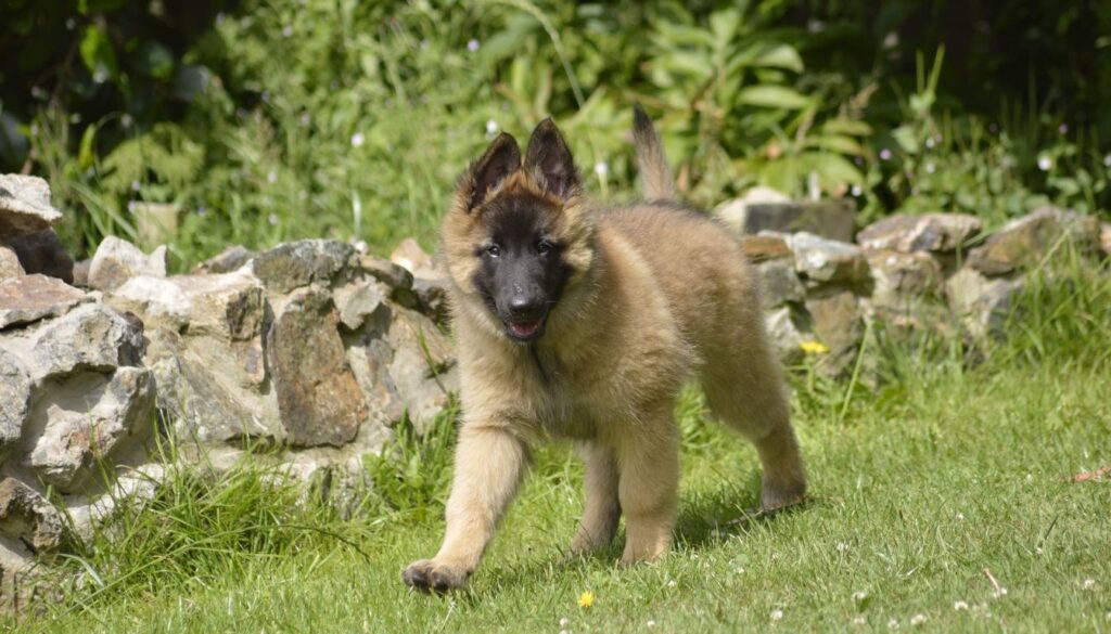Berger belge tervueren chiot