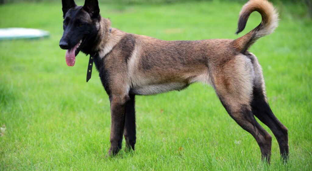 berger belge malinois