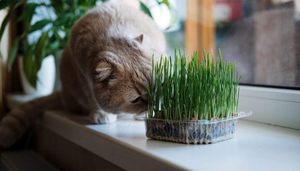 à quoi sert l'herbe à chat​
