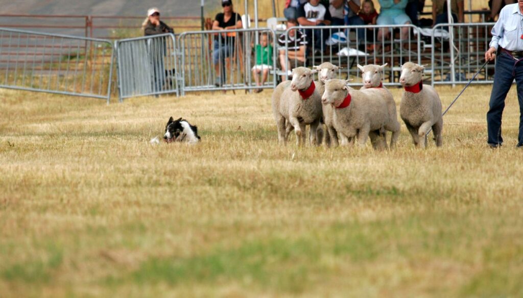 Border Collie