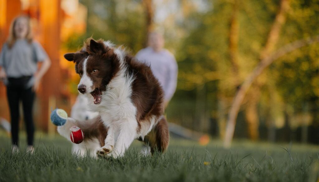 Border Collie marron