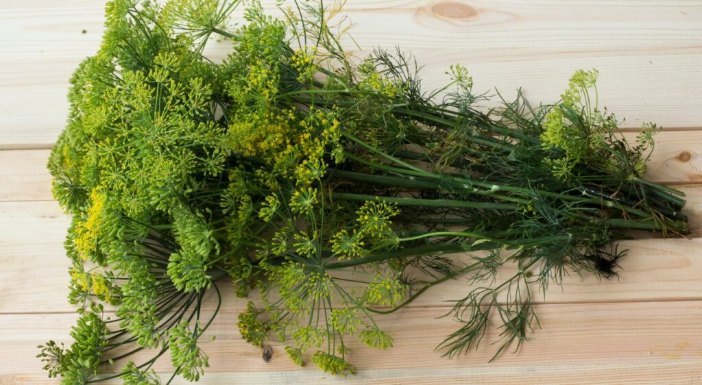 Cumin plante
