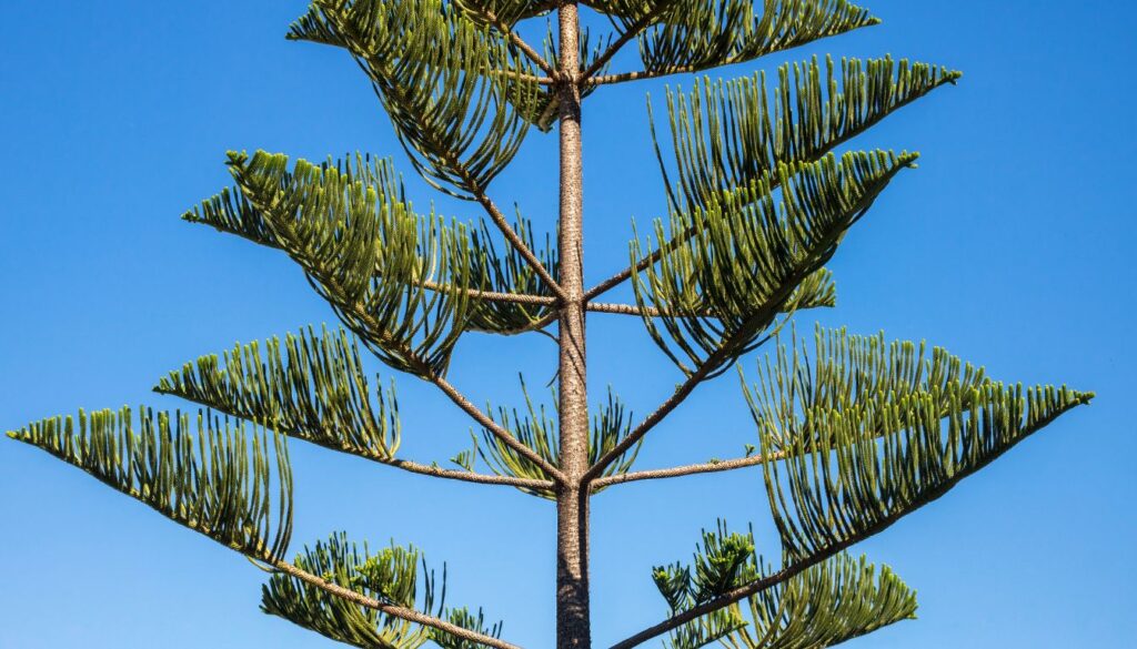 Araucaria columnaris