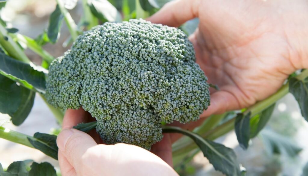 Brocoli Anti-Inflammatoire