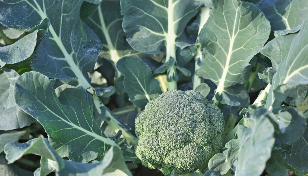 Brocoli plante