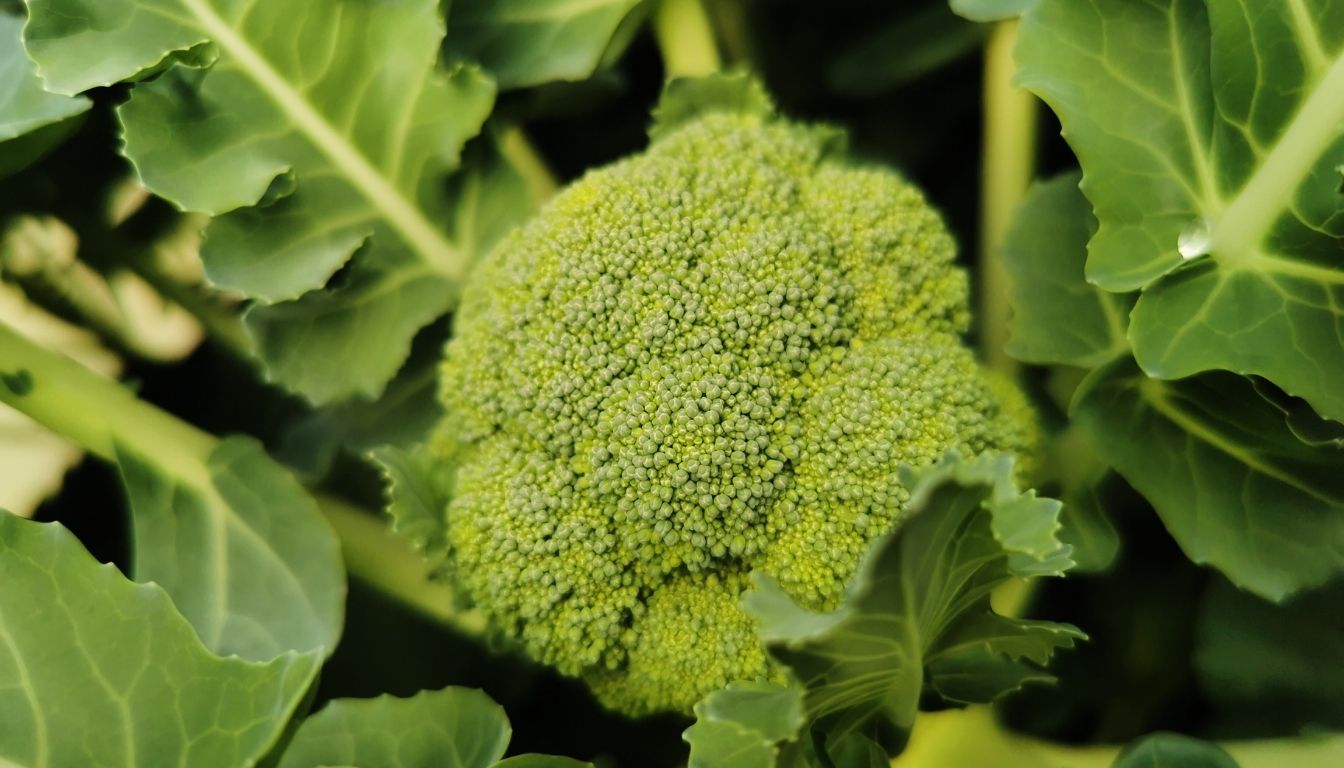 Brocoli