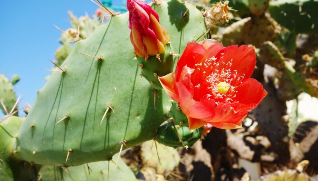bienfaits du nopal Cactus figuier de barbarie