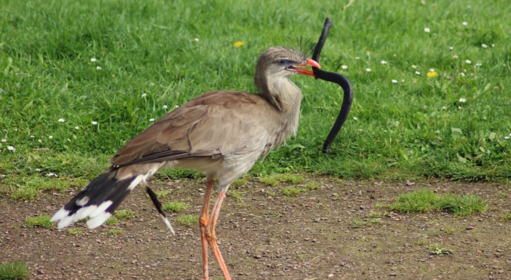 cariama