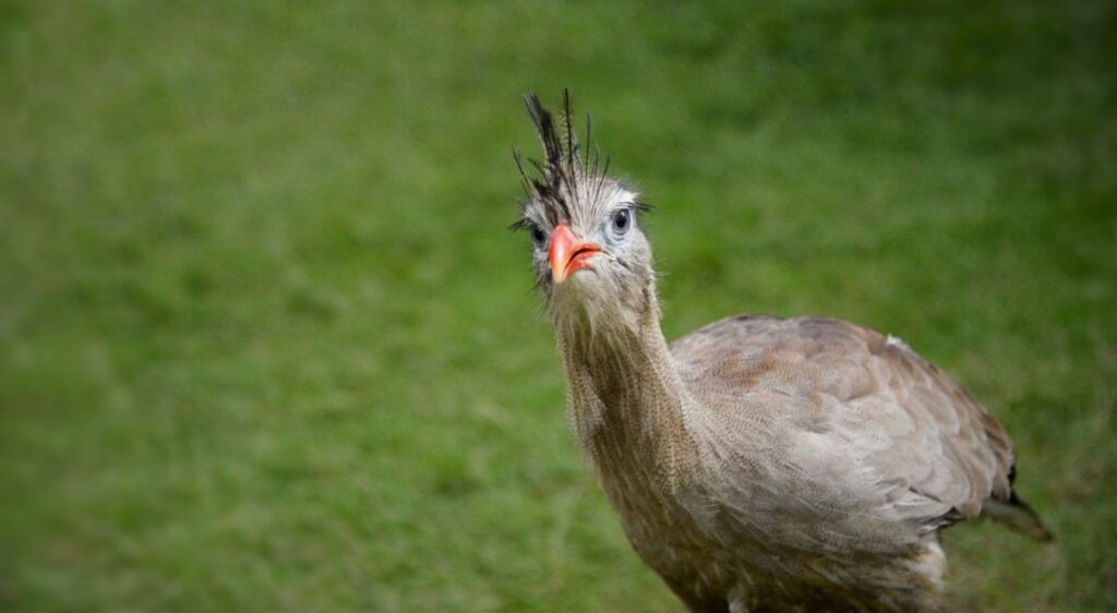 cariama