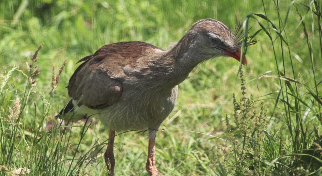 cariama