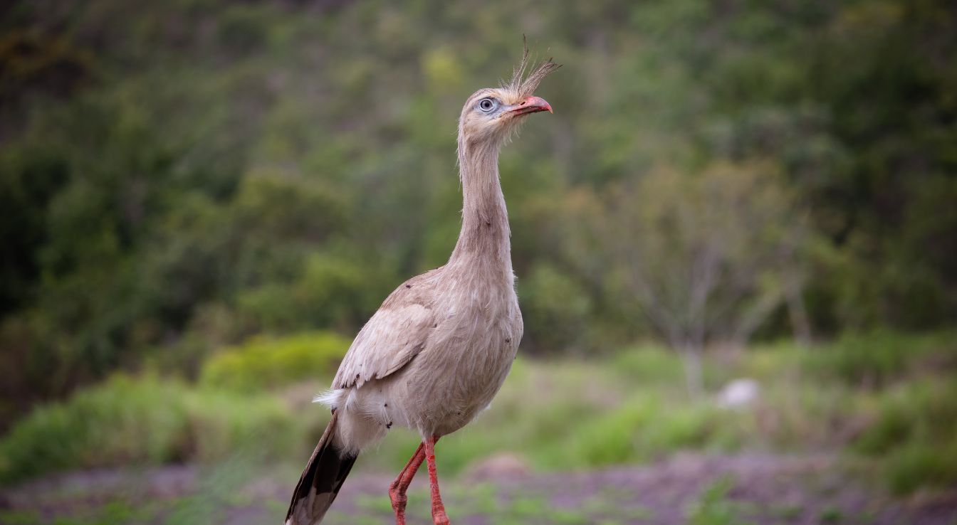 cariama