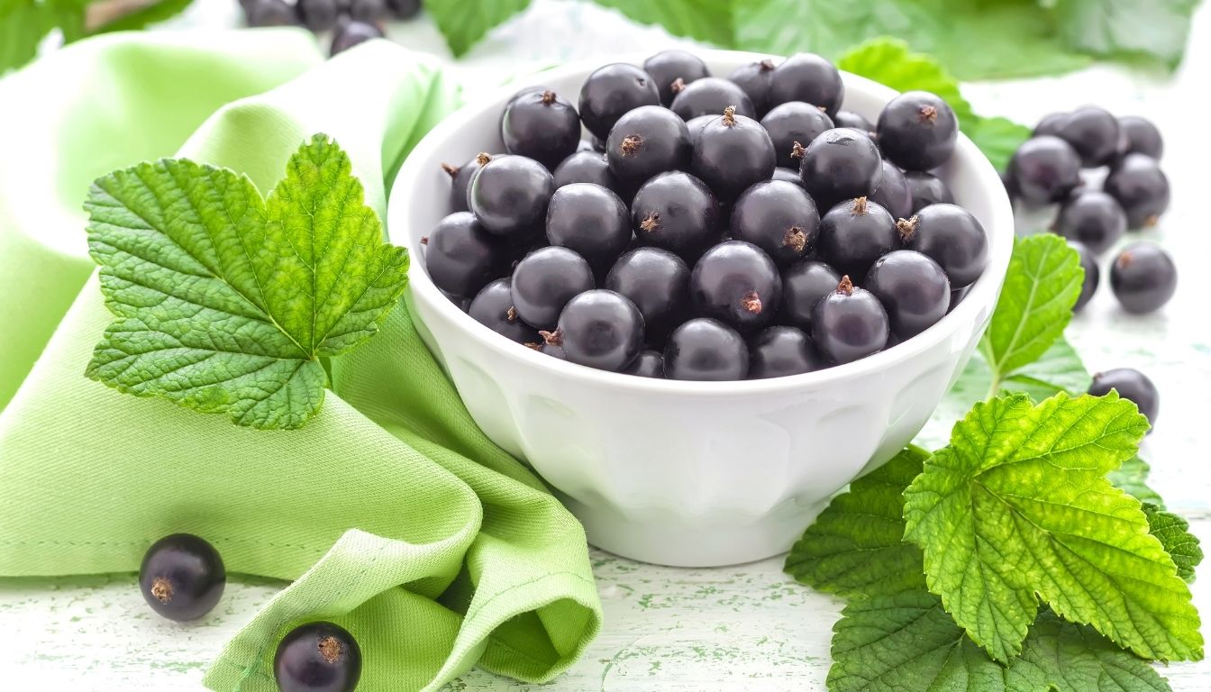 Cassis fruit