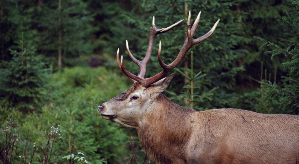 cerf élaphe