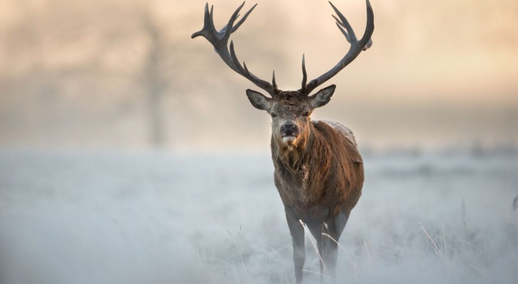 cerf élaphe
