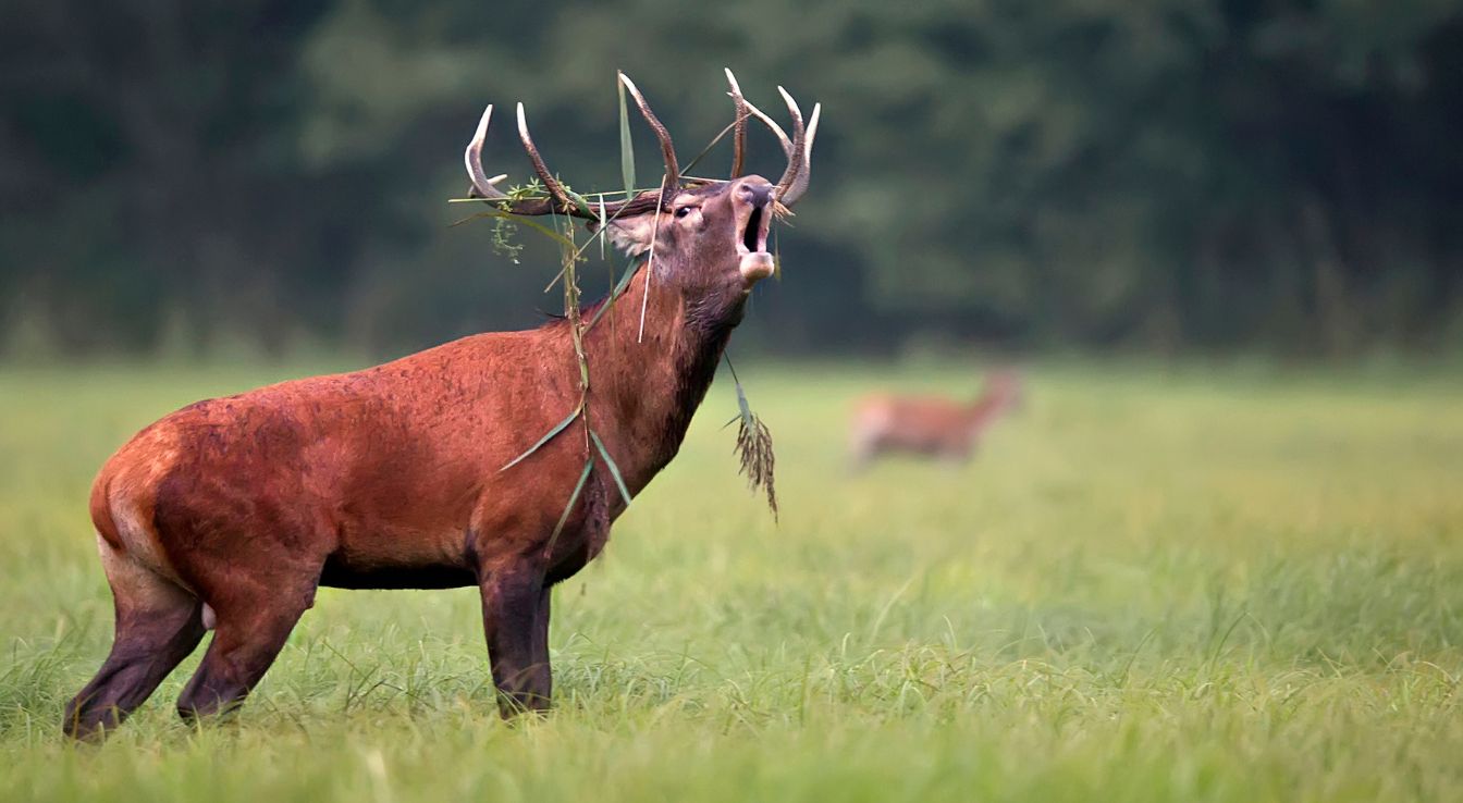 cerf élaphe