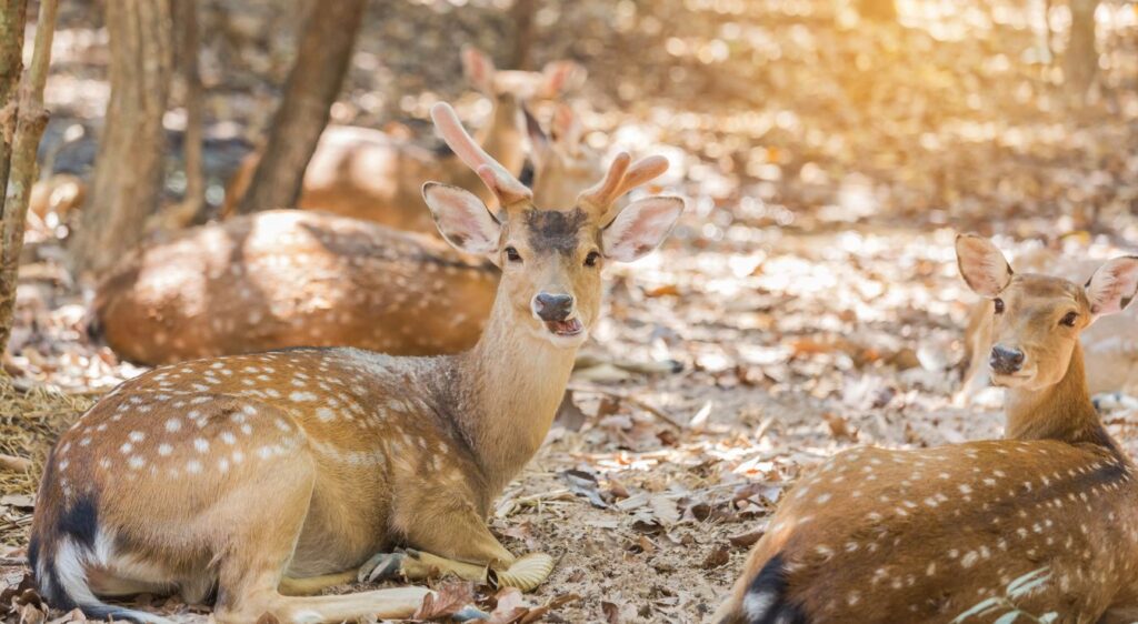 cerf sika