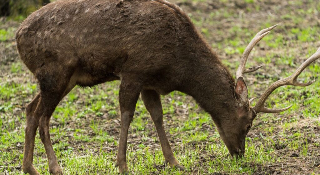 cerf sika