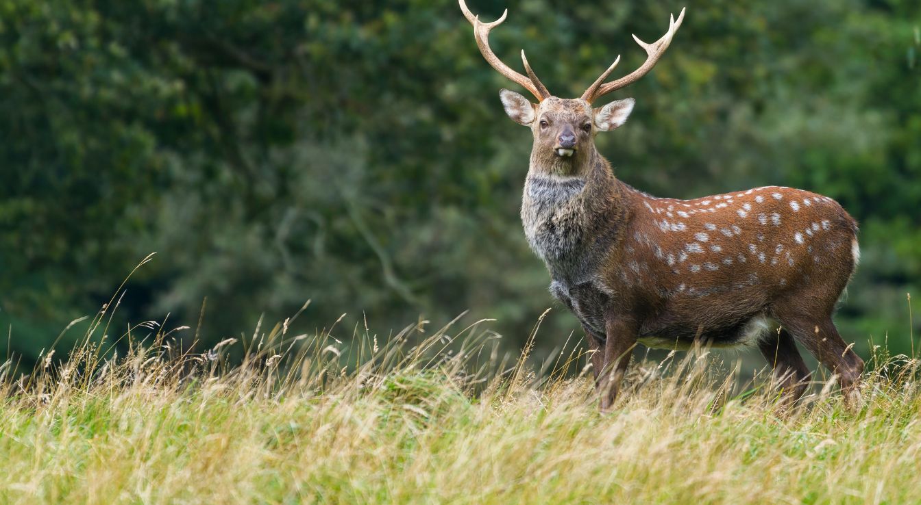 cerf sika