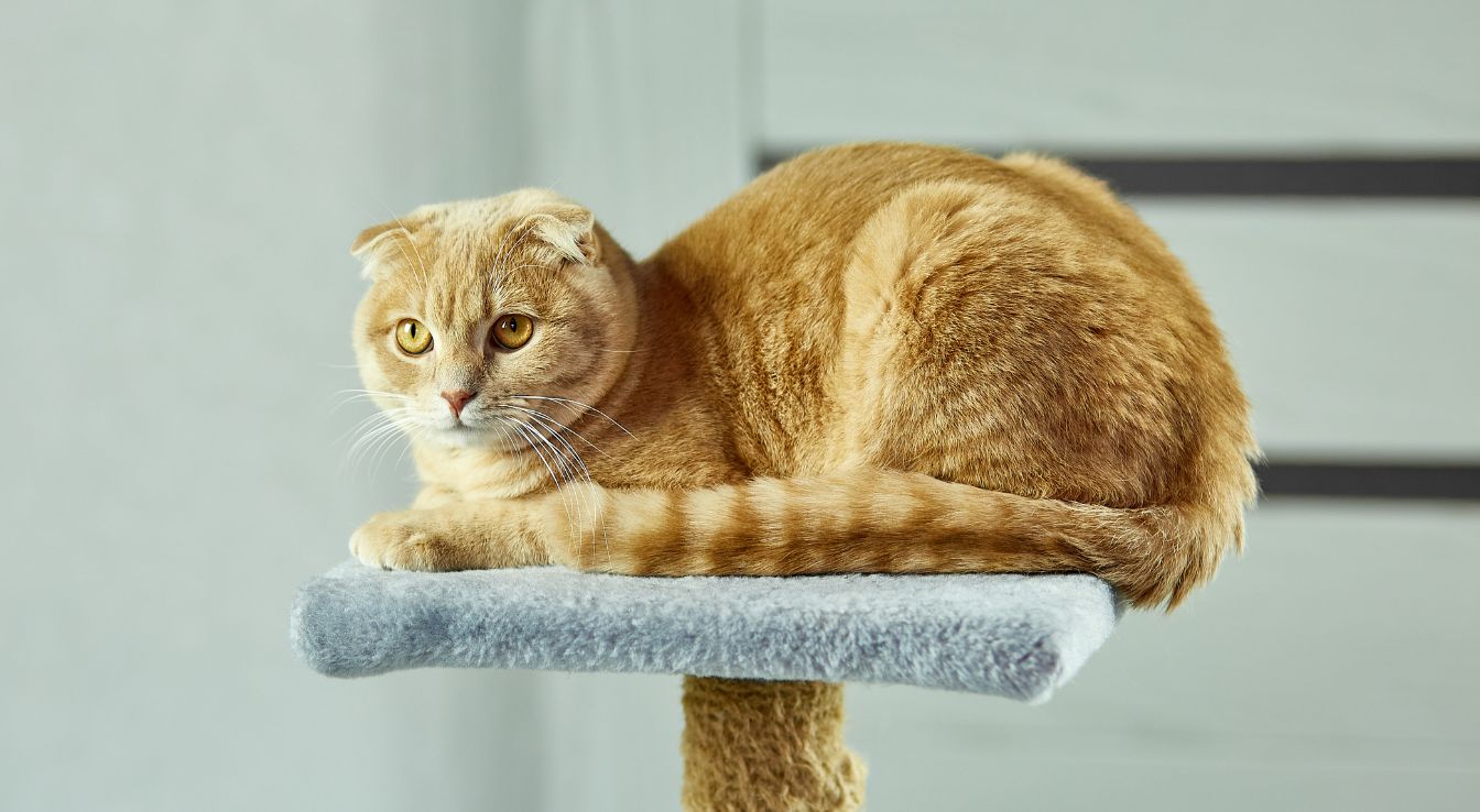 Chat Scottish Fold​