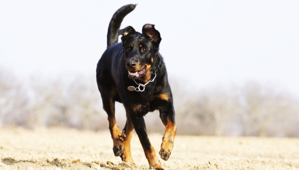Chien Beauceron