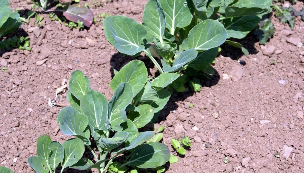 Chou de Bruxelles Planter