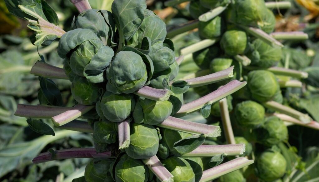 chou de bruxelles plante