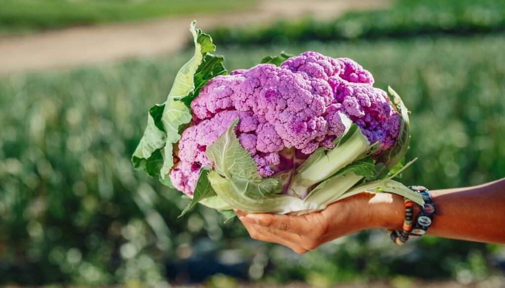 Chou fleur violet