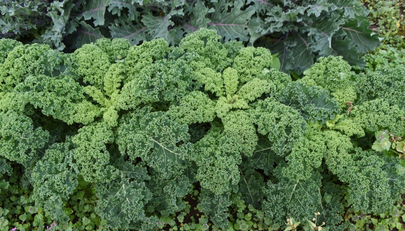 Chou Frisé : Description, Origine, Espèces Et Usages Clés