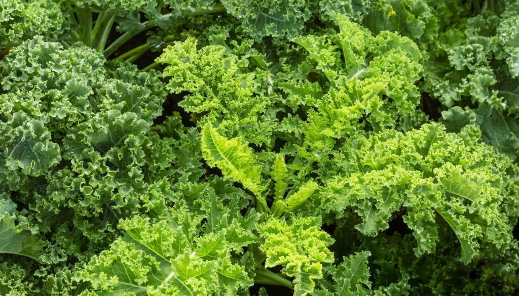 Chou frisé culture