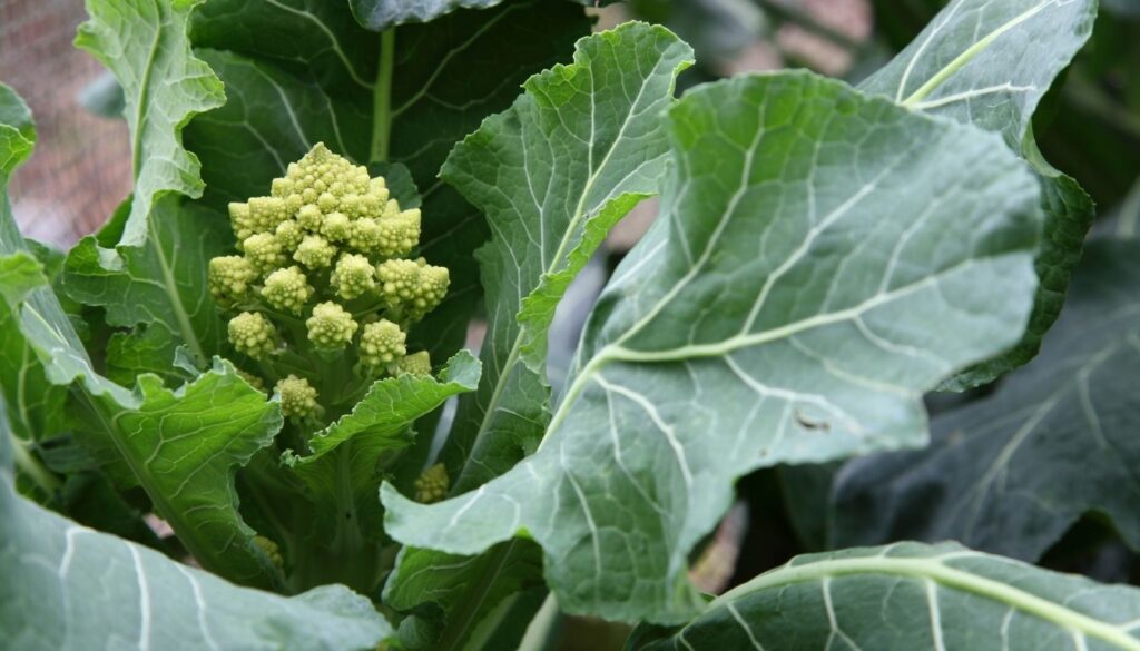 Chou romanesco culture