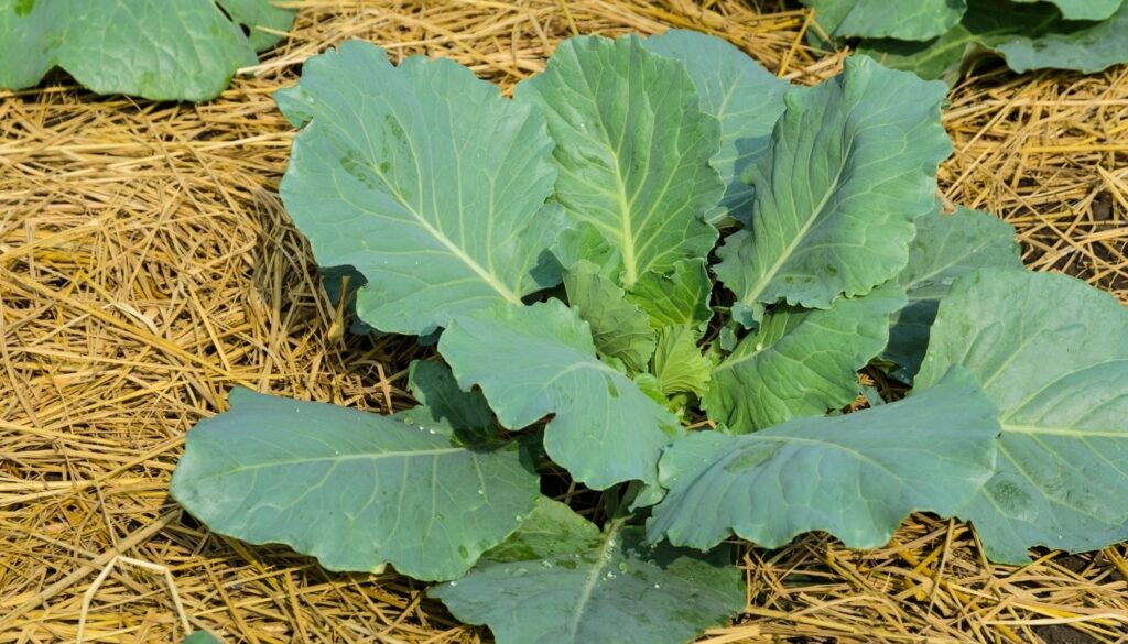 planter Chou romanesco