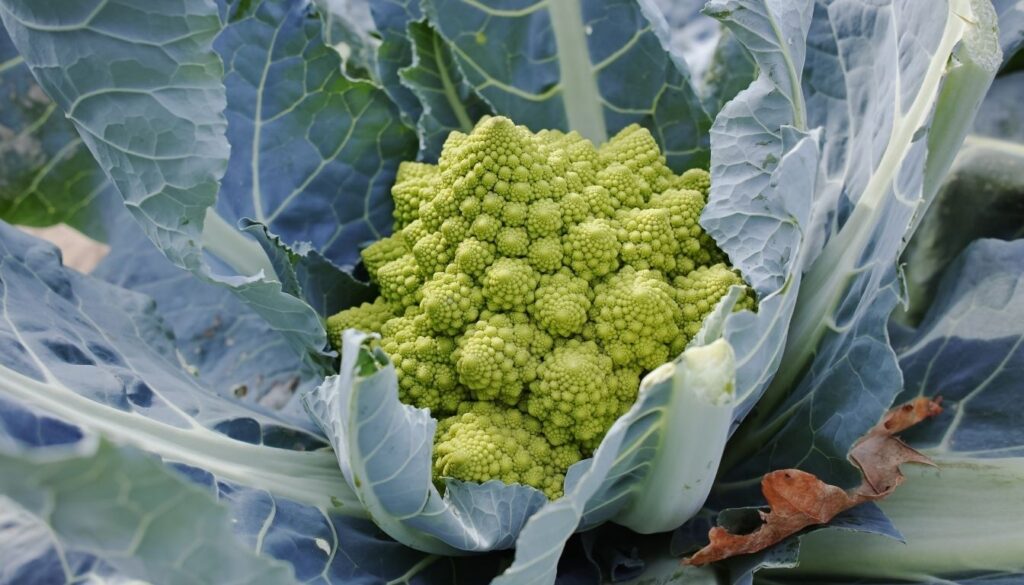 Chou romanesco traitement