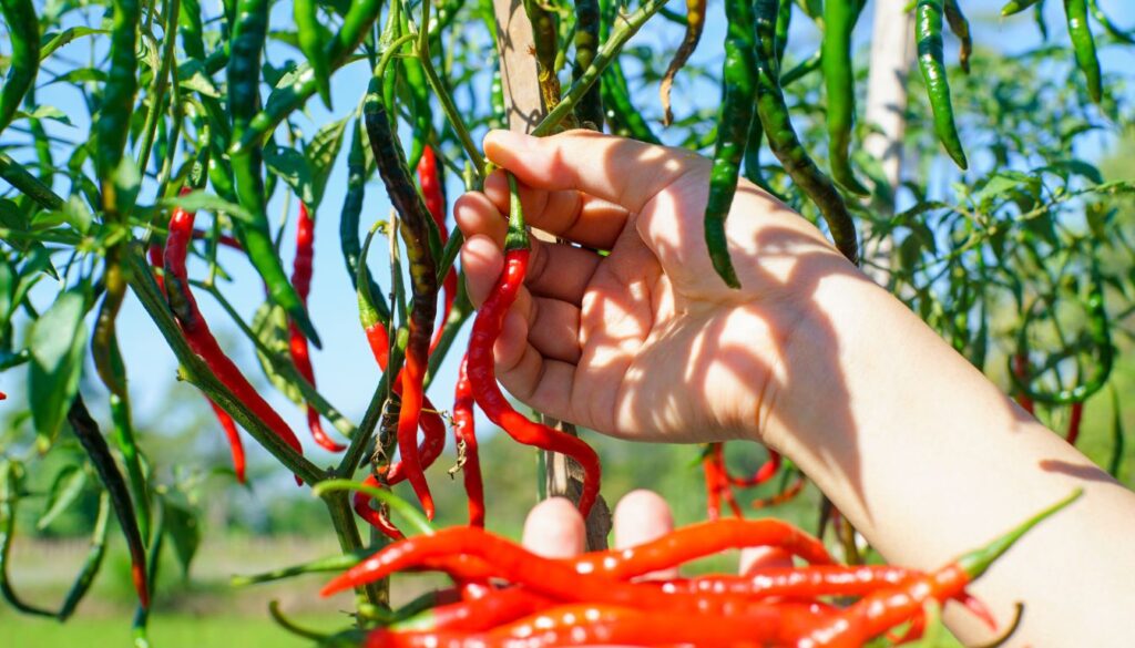 Cultiver le piment de Cayenne