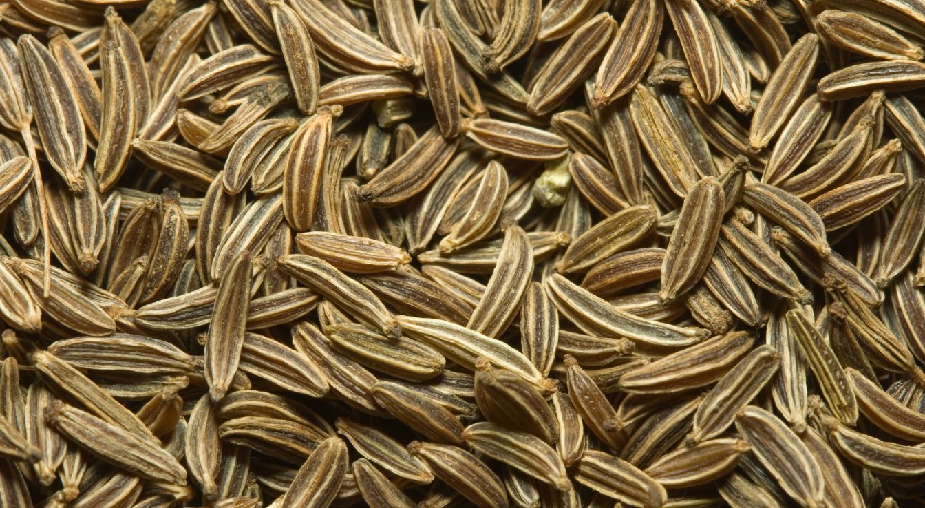 Tout savoir sur le cumin
