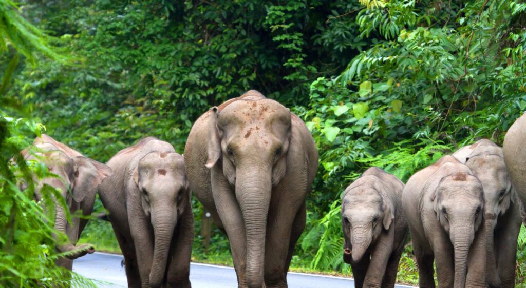 éléphant