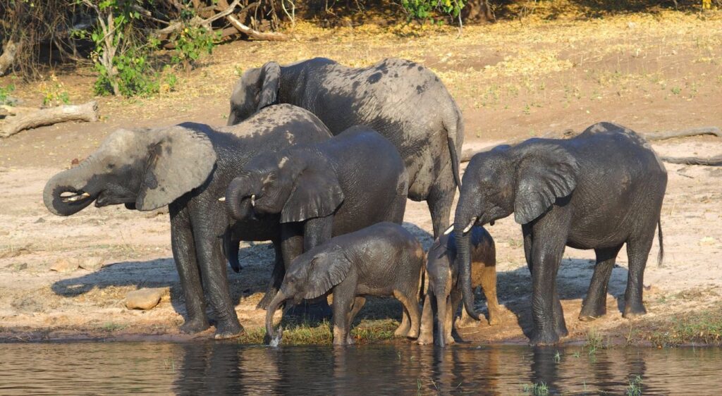 éléphant