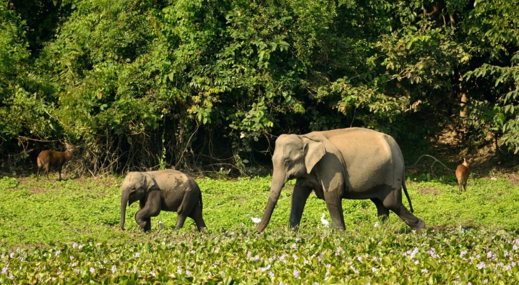 éléphant