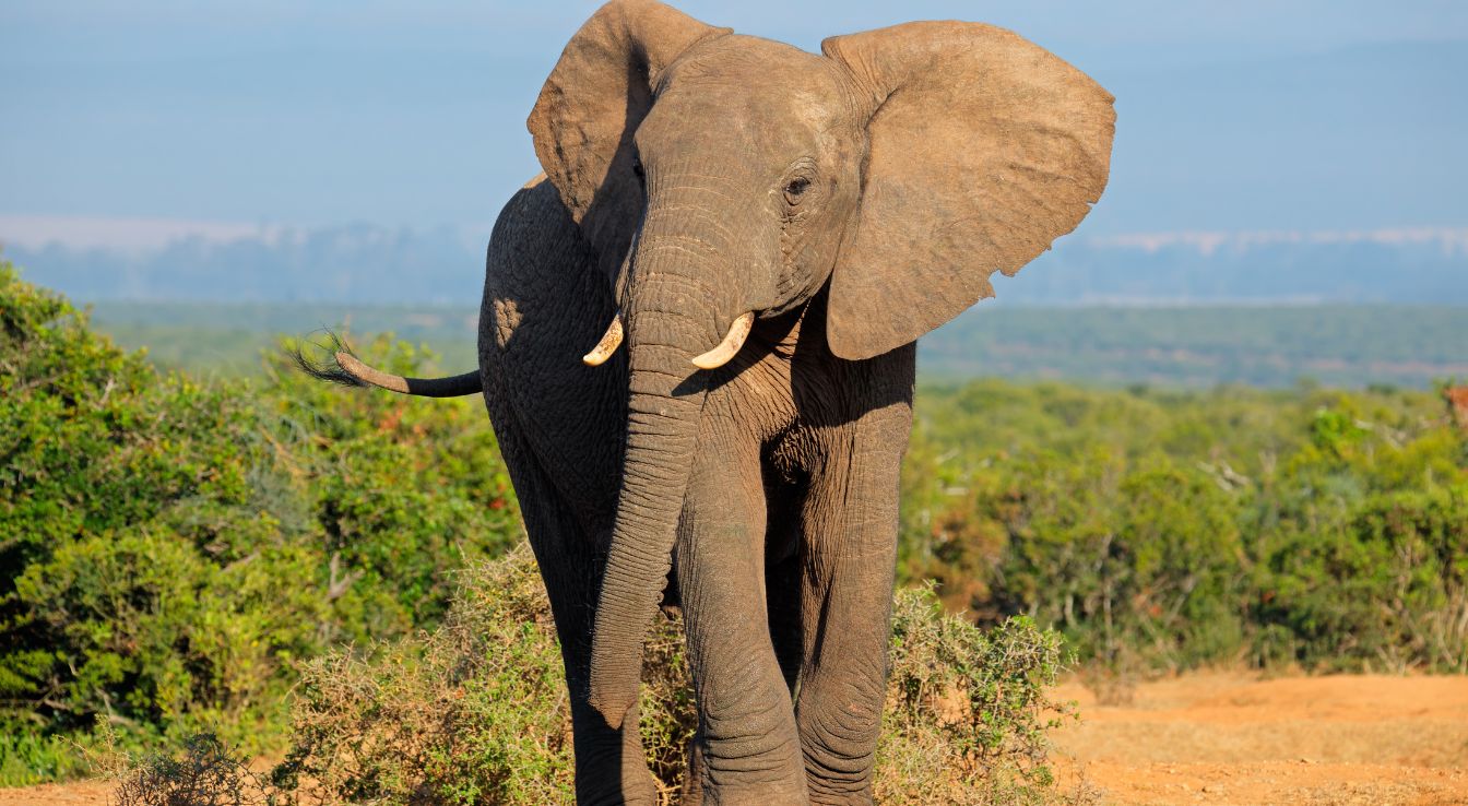éléphant