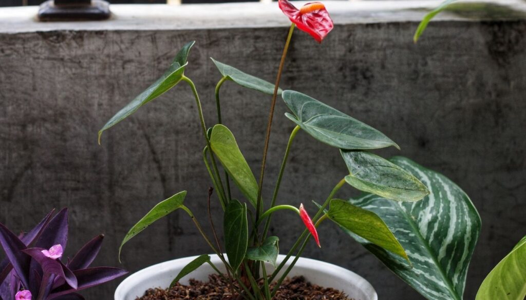 Anthurium arrosage