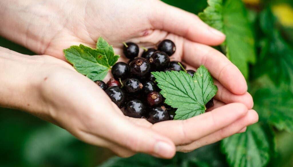 Espèces cassis fruit